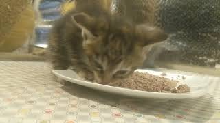 5 week old kitten first time ever real food by IBDALOVELY1 20 views 3 years ago 1 minute, 22 seconds