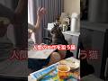 人間のエサを狙う猫　#shorts #cat #今日の夏目くん