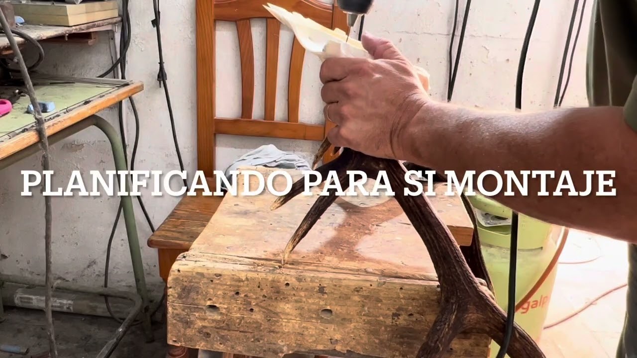 Preparación y montaje de frontal de venado taxidermia.