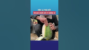 Độc lạ trái đất với quả chuối siêu to khổng lồ #shorts