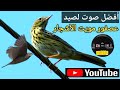 أفضل صوت لصيد عصفور مويت الأشجار 2024 أفضل صوت لصيد عصفور مويت الأشجار 2024