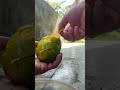 mango eating challenge accepted part 15 shorts video