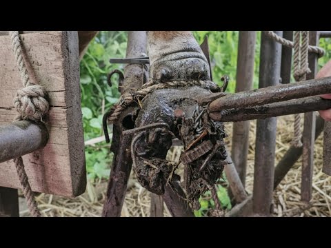 Nicely Cow Hoof Fixing! 🐄 Removing Deep Rusty Nail & Saving Cow from Infection