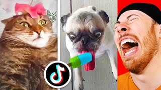 Reacting to FUNNY Dogs vs Cats Tik Toks