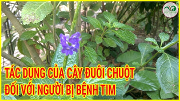 TÁC DỤNG CỦA CÂY ĐUÔI CHUỘT VỚI NGƯỜI BỆNH TIM