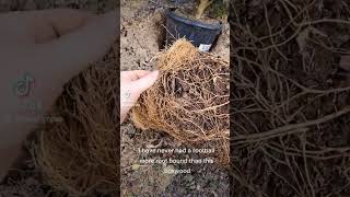 Rootbound Boxwood