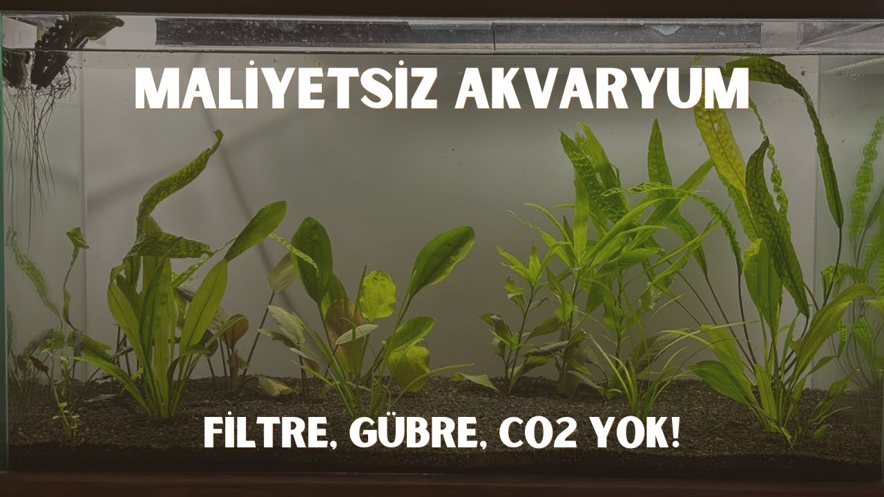 Uygun fiyatlı akvaryum kuruyoruz! Walstad methodu
