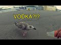 We found a BIRD ± GoPro Hero 3+ [BLDH EXTRA]