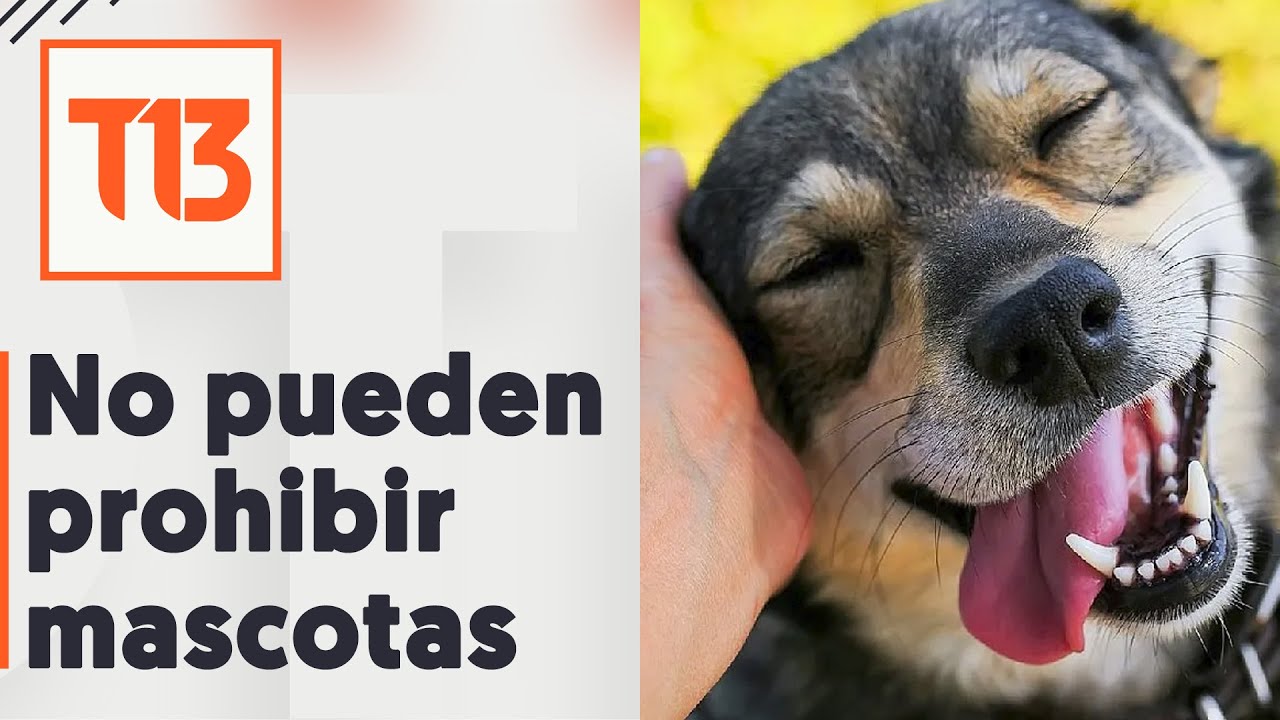 Publican reglamento de la ley de copropiedad no pueden prohibir mascotas en condominios YouTube Publican reglamento de la ley de copropiedad no pueden prohibir mascotas en condominios YouTube