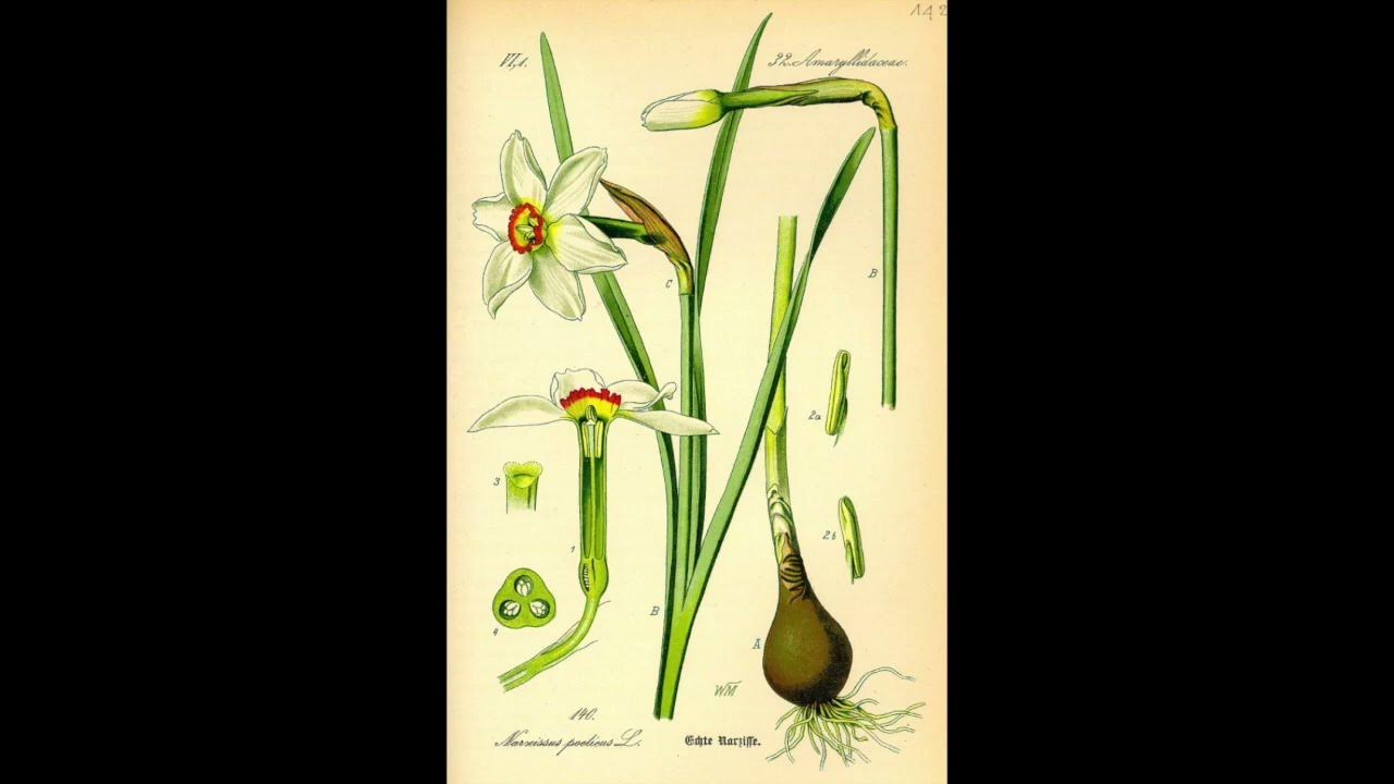 Poem of the Week 1 To Daffodils by Robert Herrick (15911674) YouTube