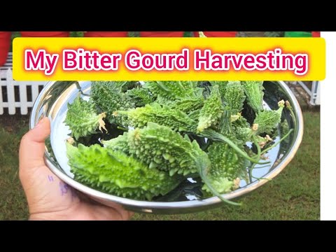 Bitter gourd Harvesting|free!! Harvested approx 15kg Bitter Gourds in one month🪴🌿#youtube #ytshorts