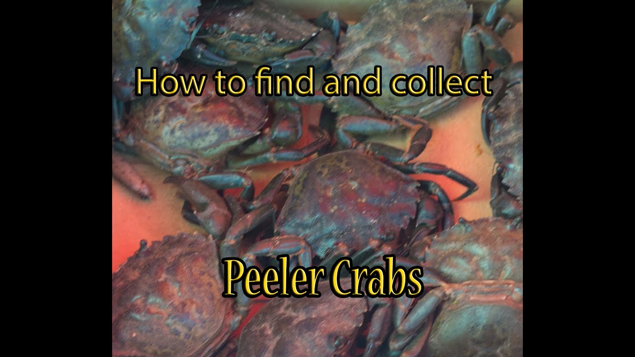 How to collect Peeler Crab 