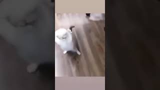 Yemekte Yaparım Salçayla Kedi