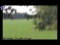 Pertarungan Hewan Hewan Buas 2016 HD