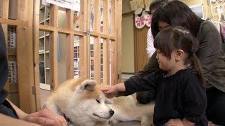 El perro más fiel de Japón El Akita Inu