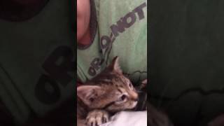 Kitten sucks thumb and tail