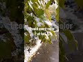 Fall to #snow in #alaska #shorts #usa #travel #solo