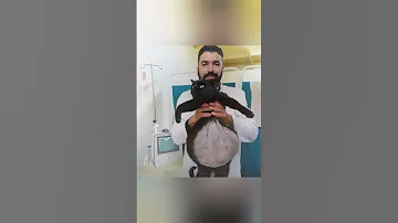 الحاله الاولى عالميا طبيب بيطري جزائري يجري عمليه جراحيه لقطه 