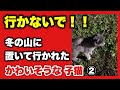 行かないで!!冬の山に置いて行かれた かわいそうな子猫②