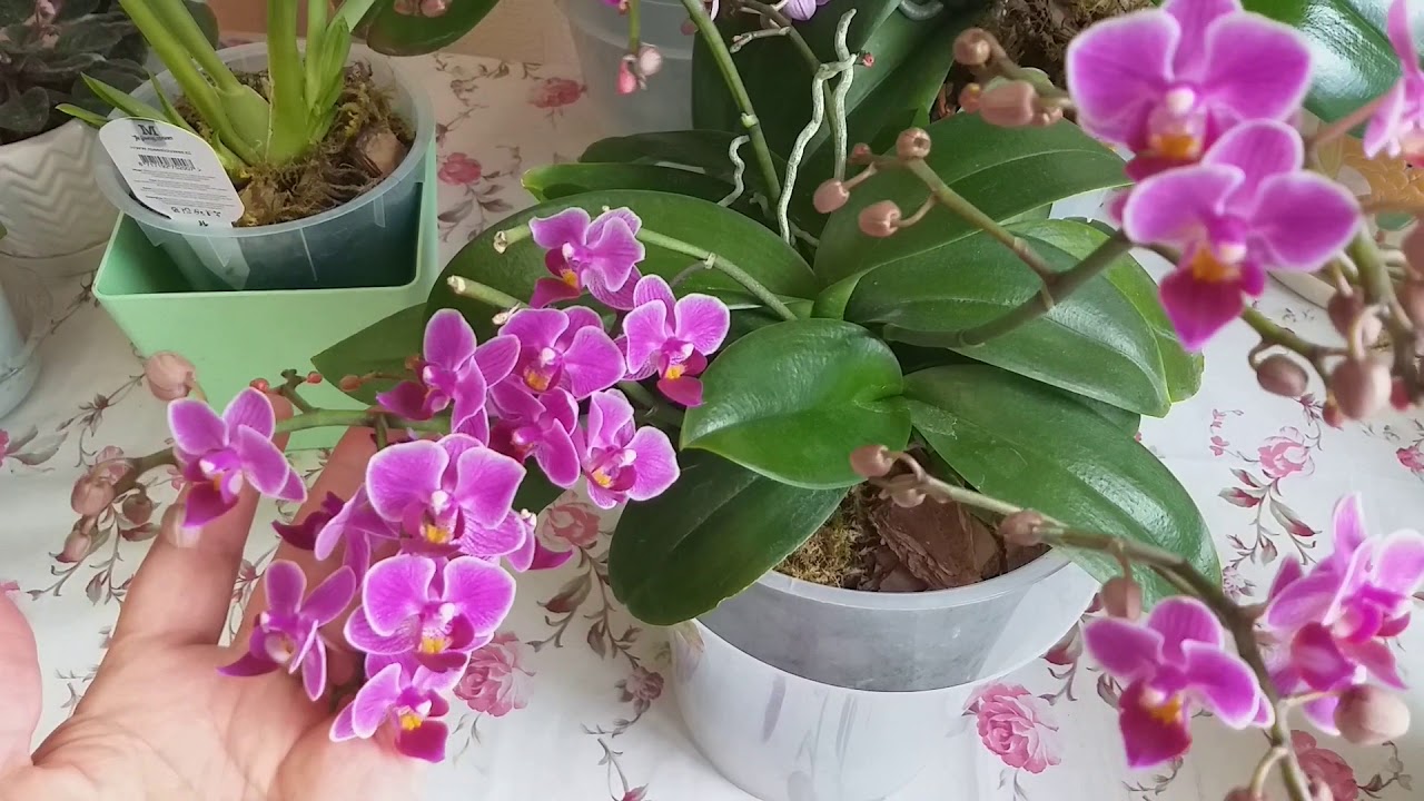 Орхидеи без полива две недели/Как сохранить во время отпуска