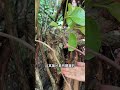 錫葉藤，止血止痢的醫草，是老一輩留下的固腸高手！ #foodies #food  #plants #knowledge #plants #botany