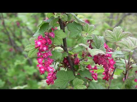 Video: Peamise Botaanikaaia Roosiaia Taassünd
