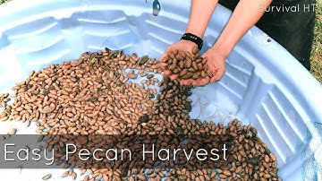Easiest Pecan Harvest