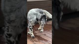 Chasing His Own Tail, English Setter Puppy #cute #puppyvideos