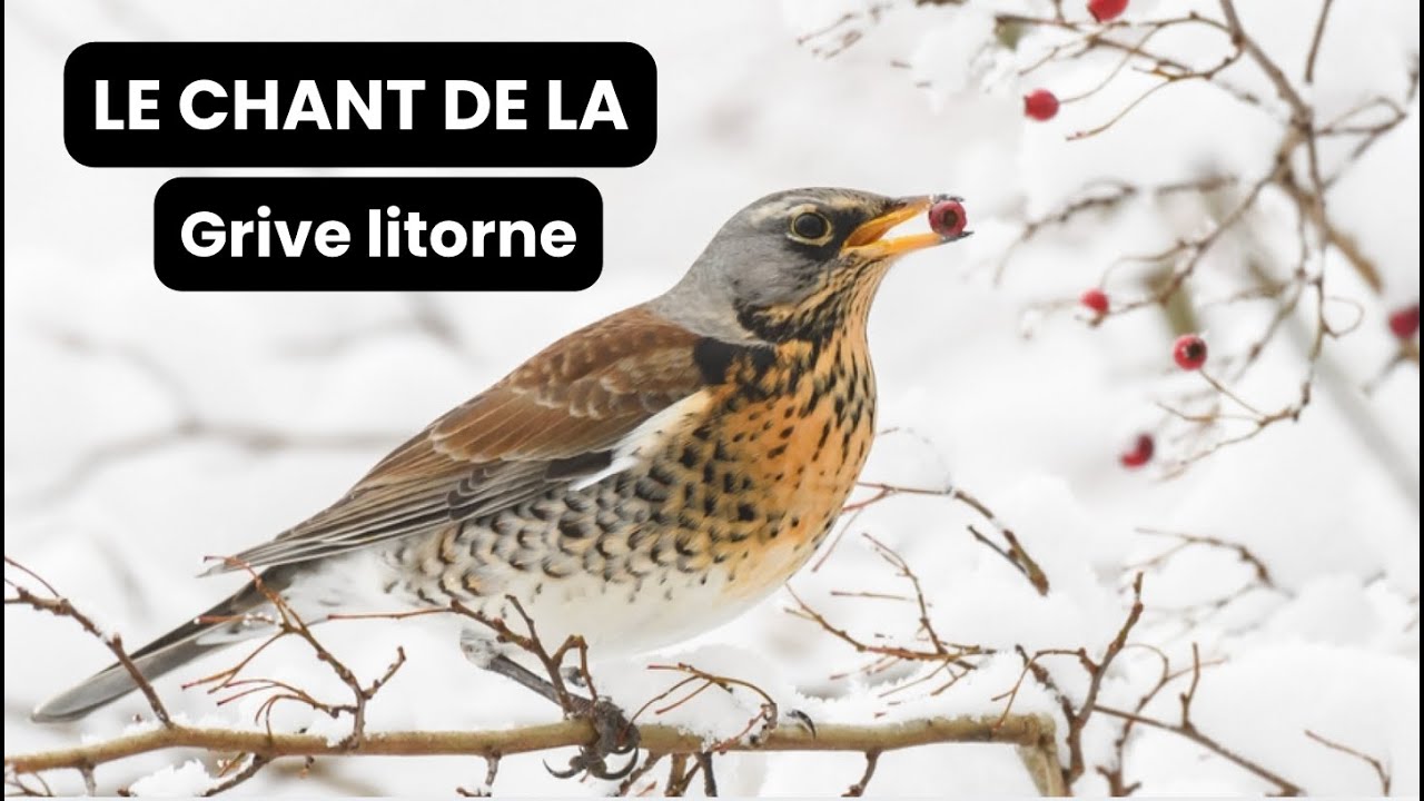 Le chant de la grive litorne