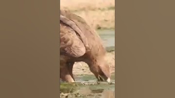 eagle bird drinking water#shorts