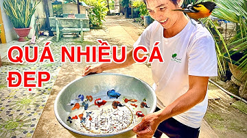 Thử Ép Cá Bảy Màu Tay Bơi Phát Hiện Cá Lia Thia Víp Thả Cá Sặc Xanh Vào Hồ Cộng Đồng