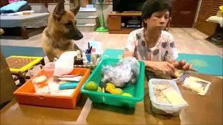 the German shepherd during quarantine compilation. Every 10000 subscribers I will take him to spa.