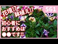 【初心者必見‼】鉢植え・花壇のおすすめはどっち？？ メリット・デメリット ｂｙ園芸チャンネル 561 園芸 ガーデニング 初心者