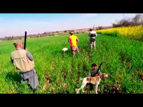 Awesome Partridge hunting in Pakistan. 1st hunt (1080p) 