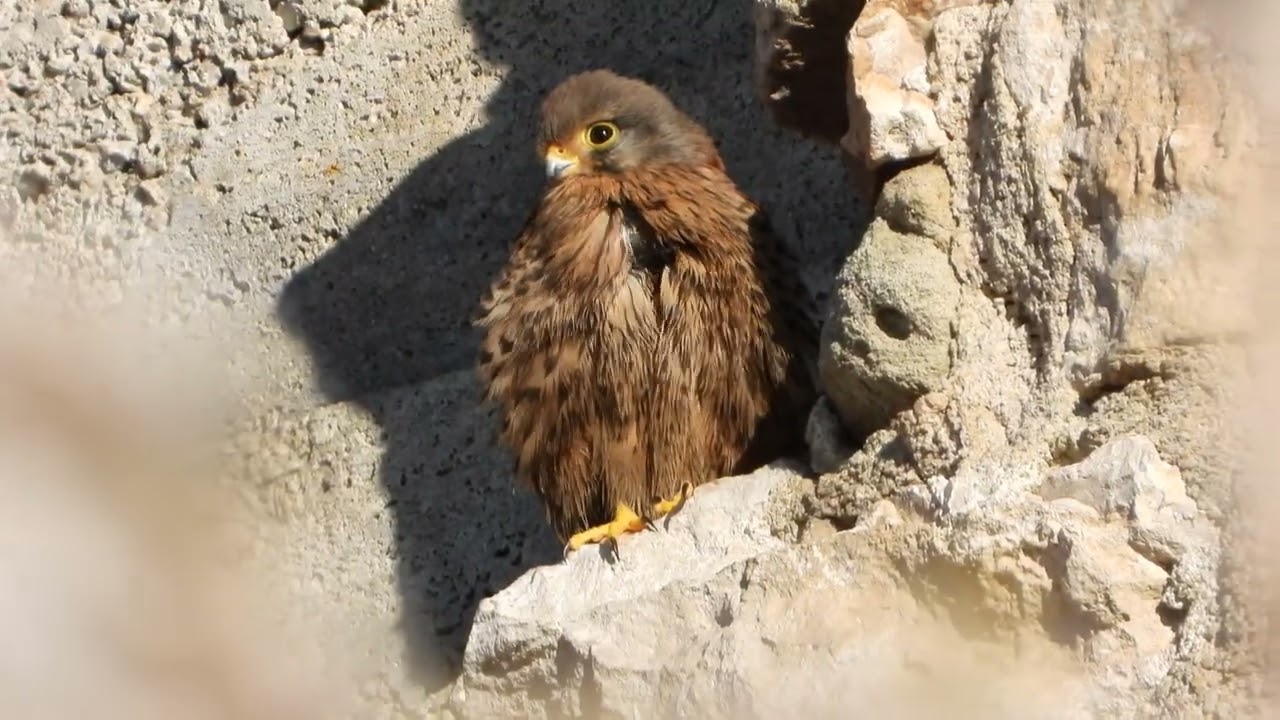 Un CERNÍCALO...un tanto oscuro, creo que vulgar en por las uñas tan negras que tiene...y...