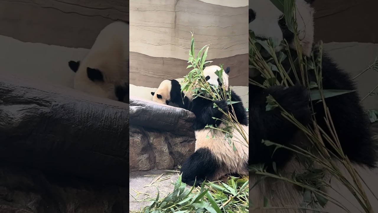 2026.04.21 에버랜드 판다 세컨하우스 루이 & 후이바오 (1)