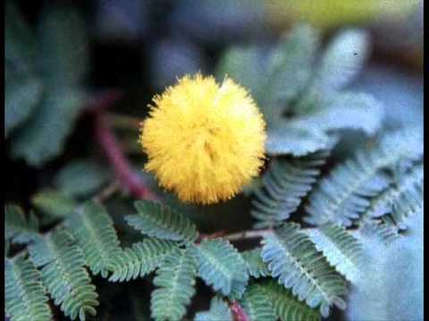 เพลง มนต์รักดอกคำใต้.wmv