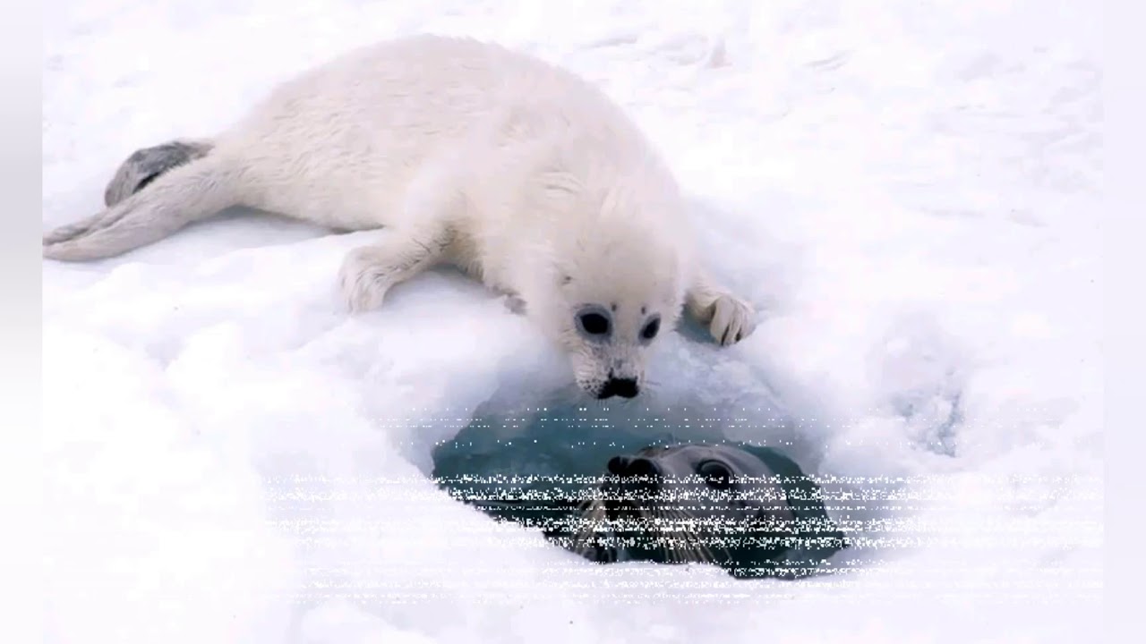 Белёк детеныш тюленя. Байкальская нерпа белек. Нерпа детеныш. Белек нерпы. Белёк детеныш нерпы байкальской.
