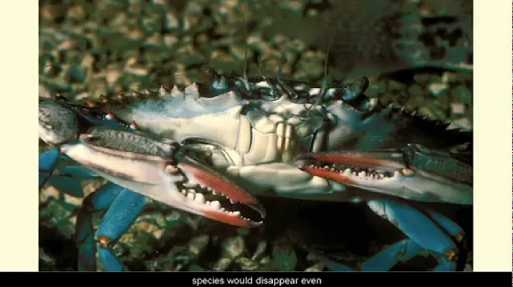 Wetlands Ecosystems - L10.4 CCE