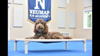 Kona (Australian Labradoodle) Boot Camp Dog Training Video Demonstration