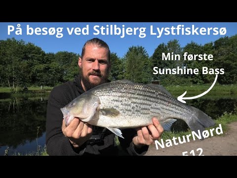 Video: Bedste fiskesteder for bas ved Guntersville-søen