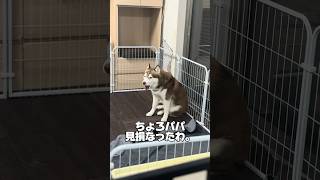 【末っ子】ちょろパパ見損なったわ #シベリアンハスキー #善スタショート #お喋りハスキー