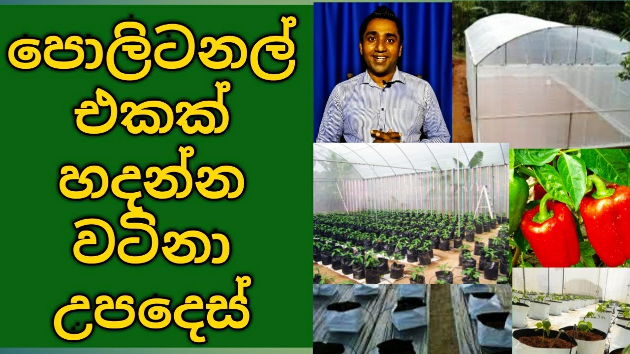 Technical guide to start Polytunnel cultivation in Sri Lanka YouTube
