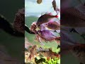 一下子需要打理8臺魚缸,我該怎麽辦,感覺好難呀 #水族 #觀賞魚 #養魚日記 #魚缸 #養魚佬