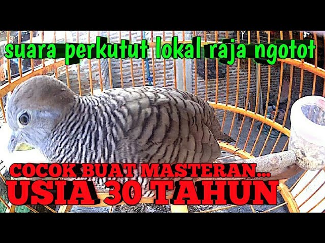 Suara perkutut lokal usia 30 TAHUN RAJA NGOTOT class=