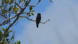 Dollarbird calling at Oxley Creek Common