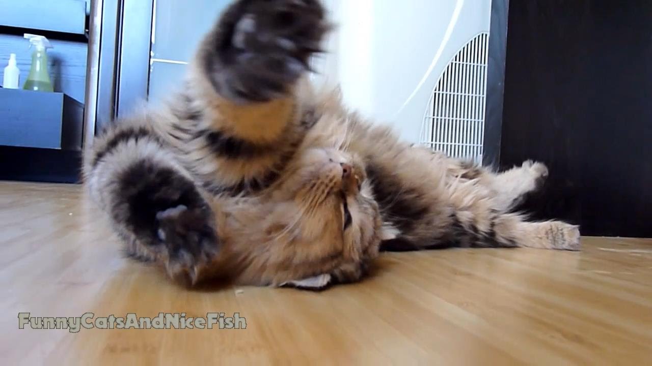 funny cats sleeping in weird positions compilation 2014 funnyplox Funny Cat Panda wants to swim