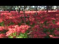 埼玉 日高 巾着田3 20191002