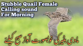 Stubble Quail Female Calling sound for Morning | Batair Ki khoobsurat Awaaz Sobha K leya screenshot 2