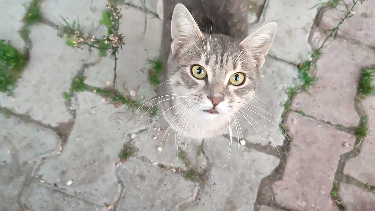 Yavru kedilerimiz özel malikanelerinde